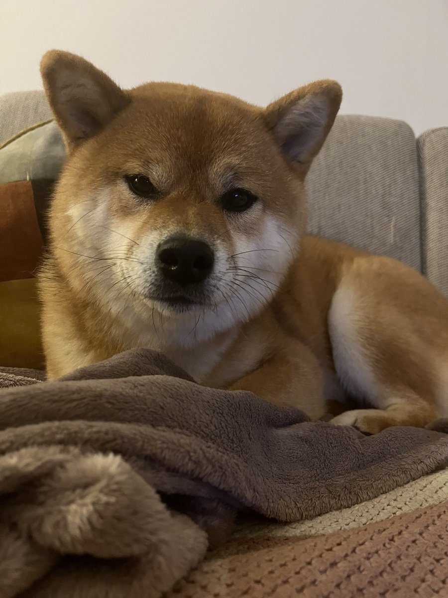 Luciano Sgarbi tweet media