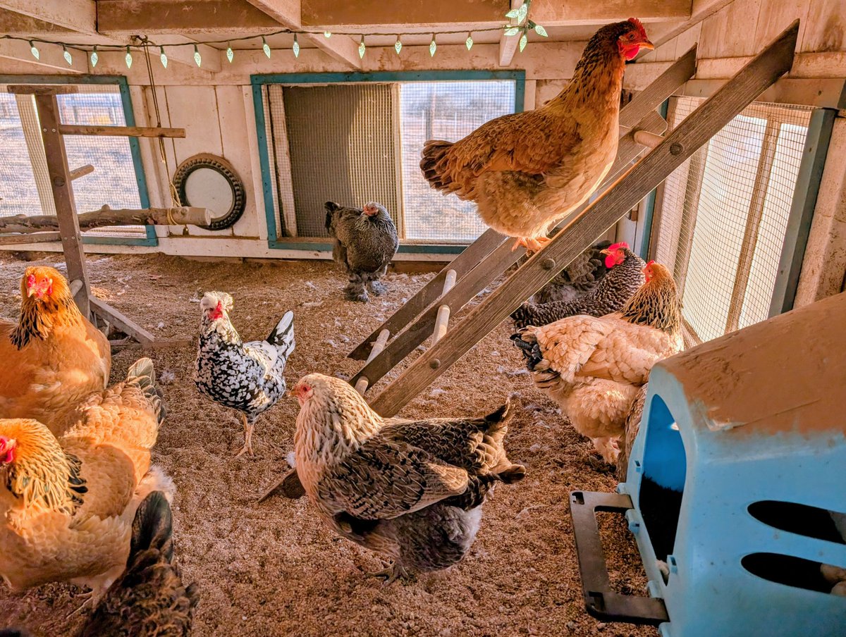DocBohn's tweet image. Good morning

#GoodMorning #chickens