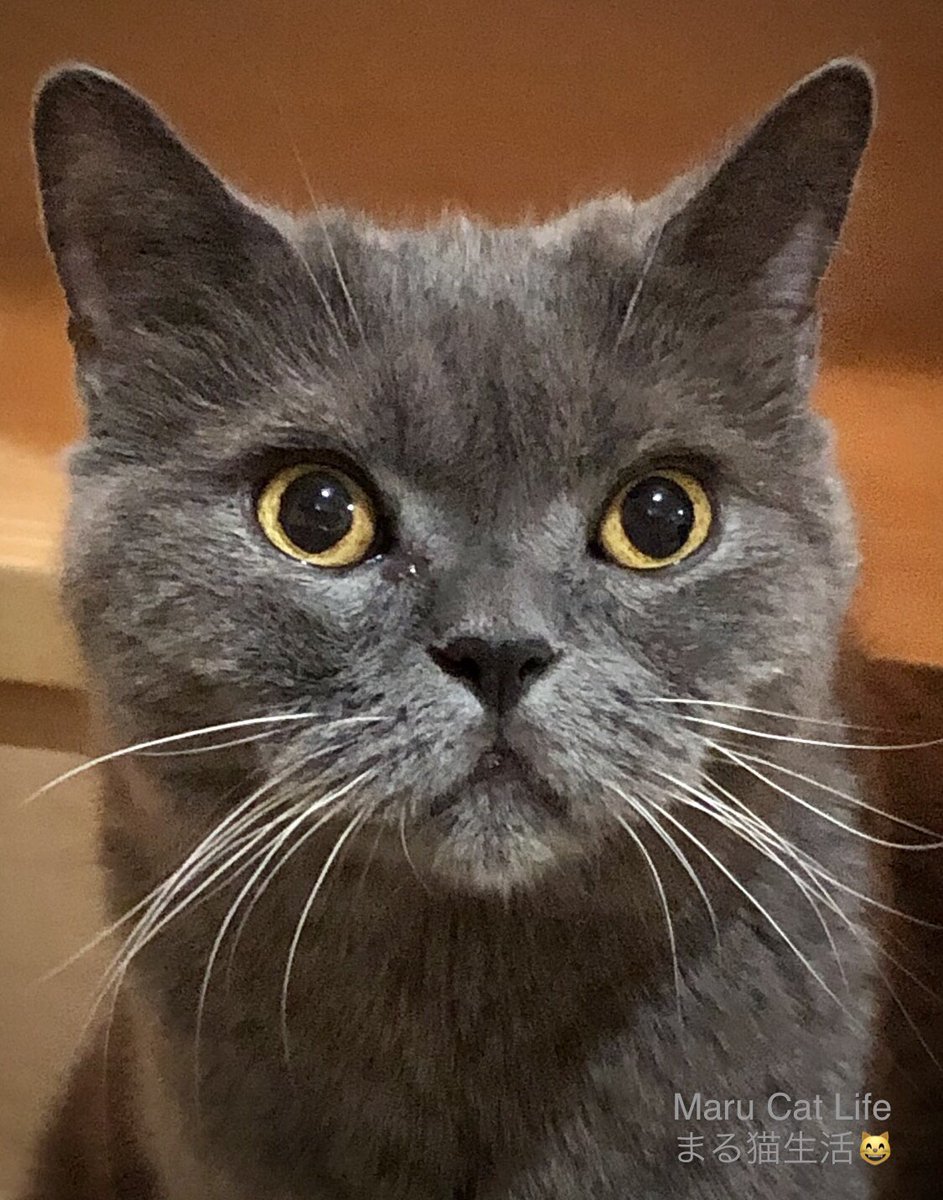 A photo of Maru-chan looking like a supermodel. Wishing you all a