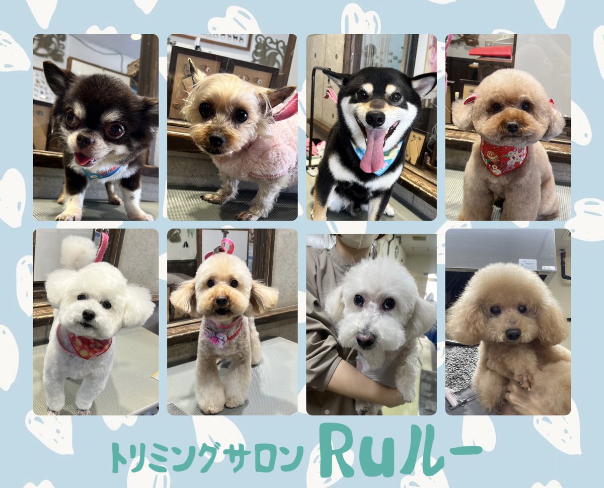 ♡チワワのモコくん
♡ヨークシャテリアのそらちゃん
♡柴犬のいぶきくん
♡トイプードルのこぱんちゃん
♡トイプードルのむぎちゃん
♡トイプードルのふわちゃん
♡トイプードルのおこめちゃん
♡トイプードルのシオンくん
.
.
.

いつもありがとうございます♡