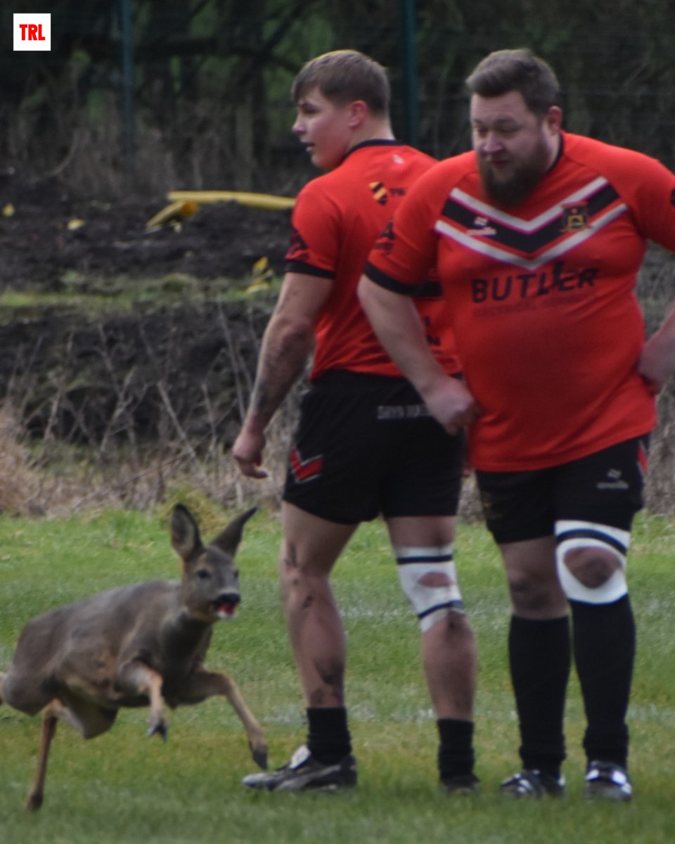 🦌 Play had to be stopped in the Challenge Cup tie between Rochdale Mayfield and Ince Rose Bridge - when a deer ran onto the pitch!