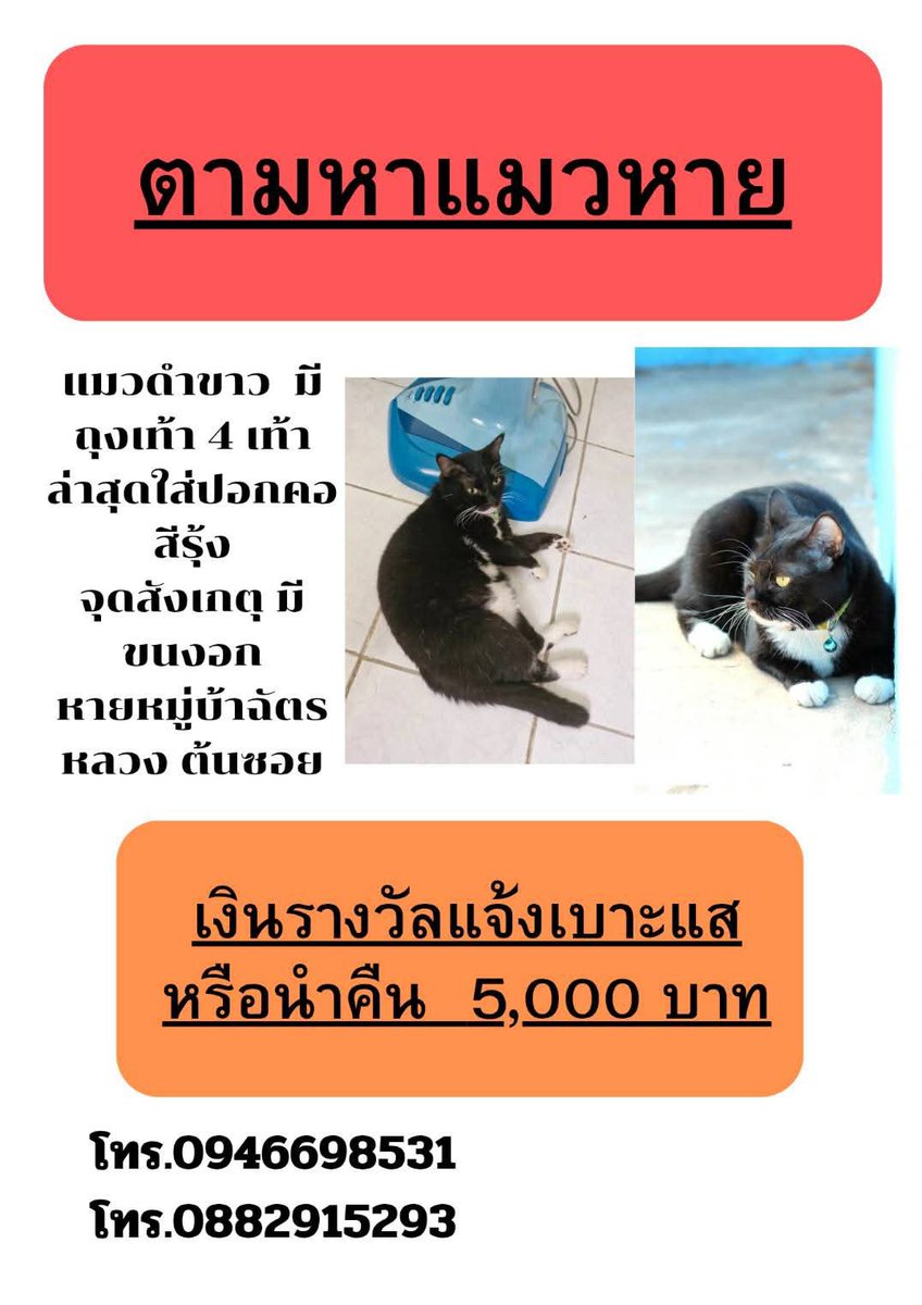 Catster & Co บ้านพักพิงแมวจร tweet media