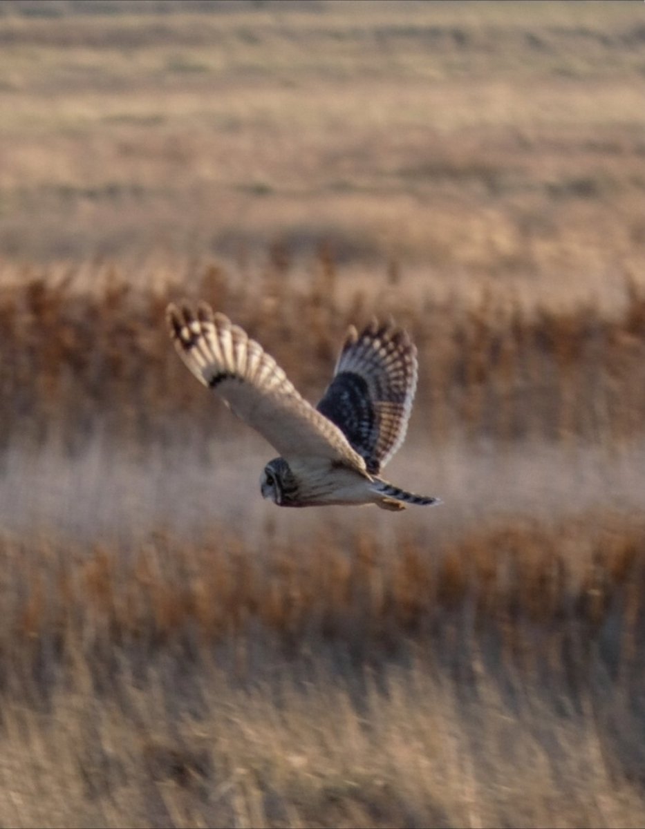 johnjayf's tweet image. Great views of the 3 short eared owls at Neston yesterday @CAWOSBirding
