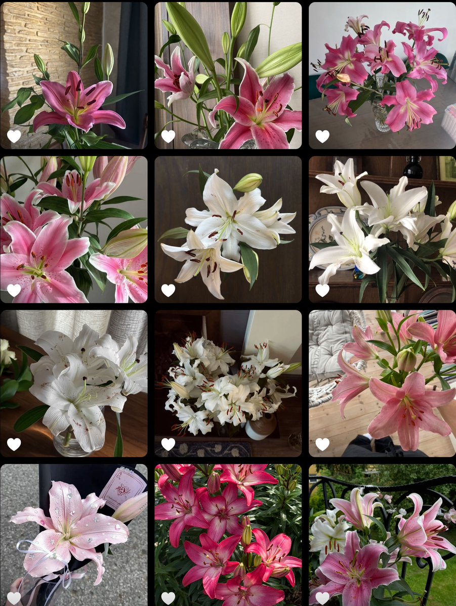 1leio's tweet image. lilies