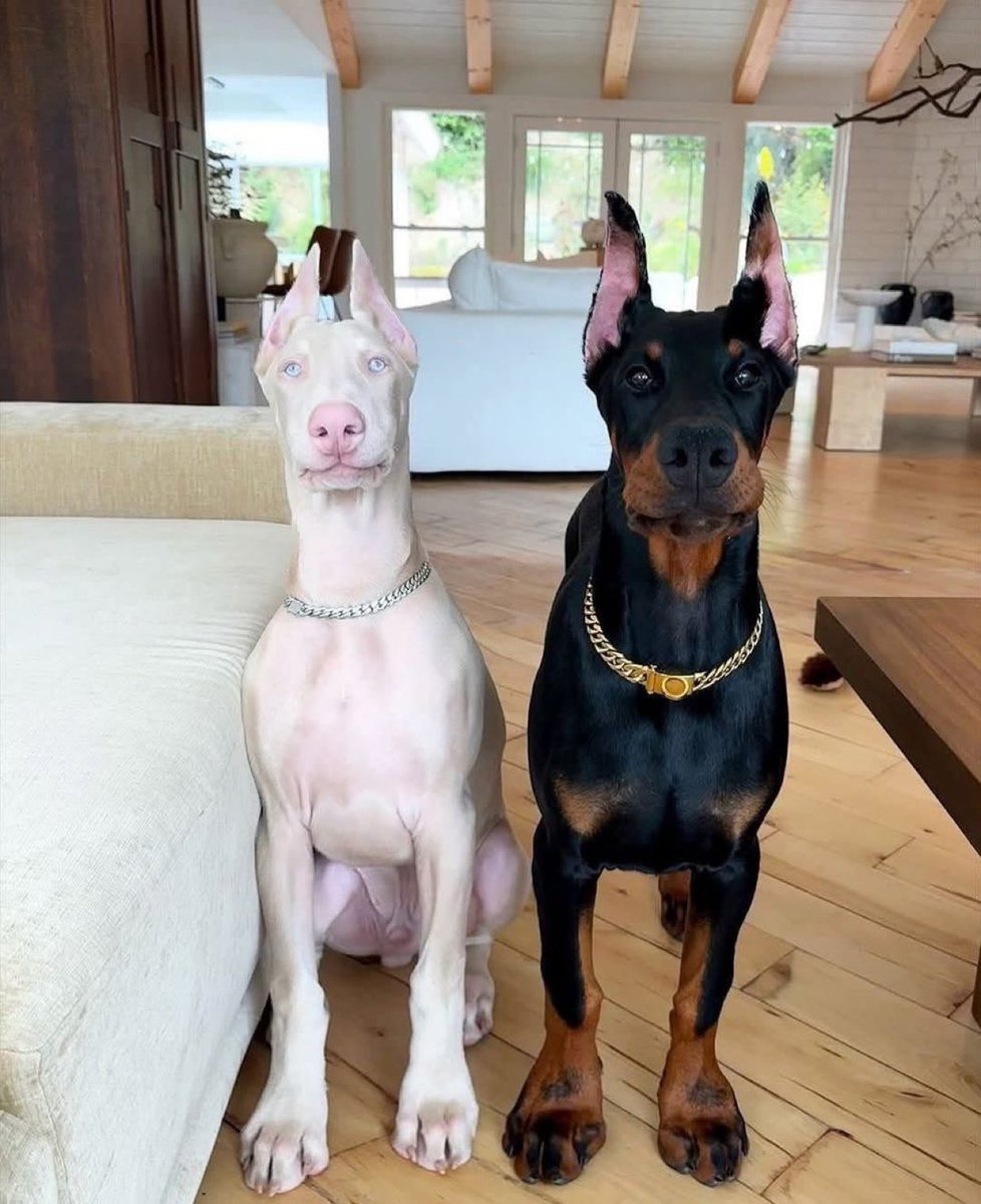 Puppies 🐶 tweet media