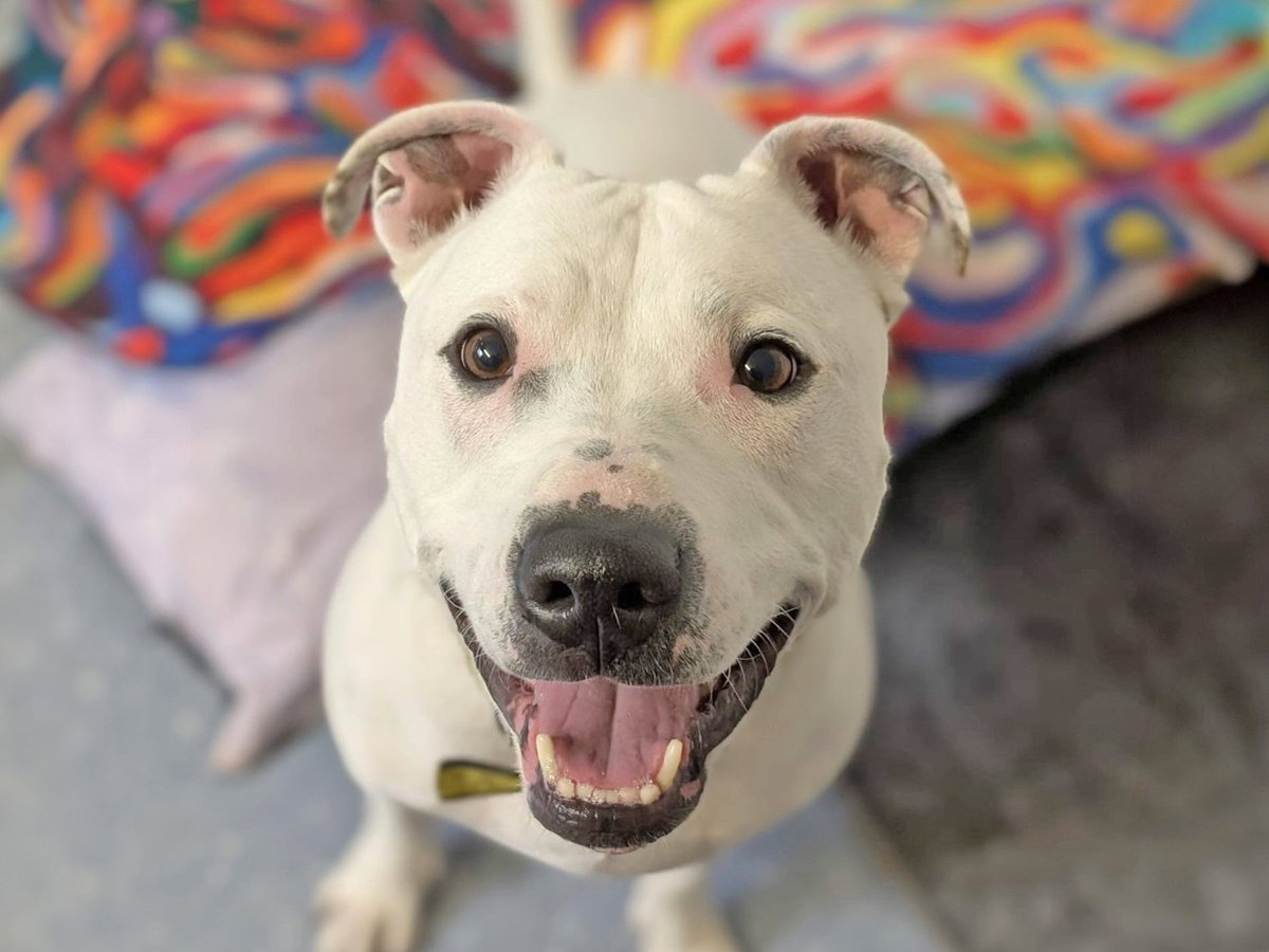 Did you see goregous Sponsor Dog Tetley on Pete Wicks: For Dog's Sake?

This superstar was born deaf and lost his leg as a puppy but he doesn't let that slow him down!