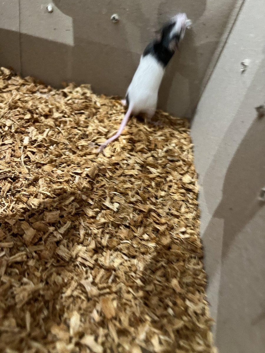 お迎え報告📢

 #ジャンガリアンハムスター と #パンダマウス さんがお迎えされました!!
それぞれのお家で仲良く幸せに暮らしてね💕︎

 #エキゾチックアニマルカフェRicky仙台泉店  #ペットショップRicky   #お迎え報告