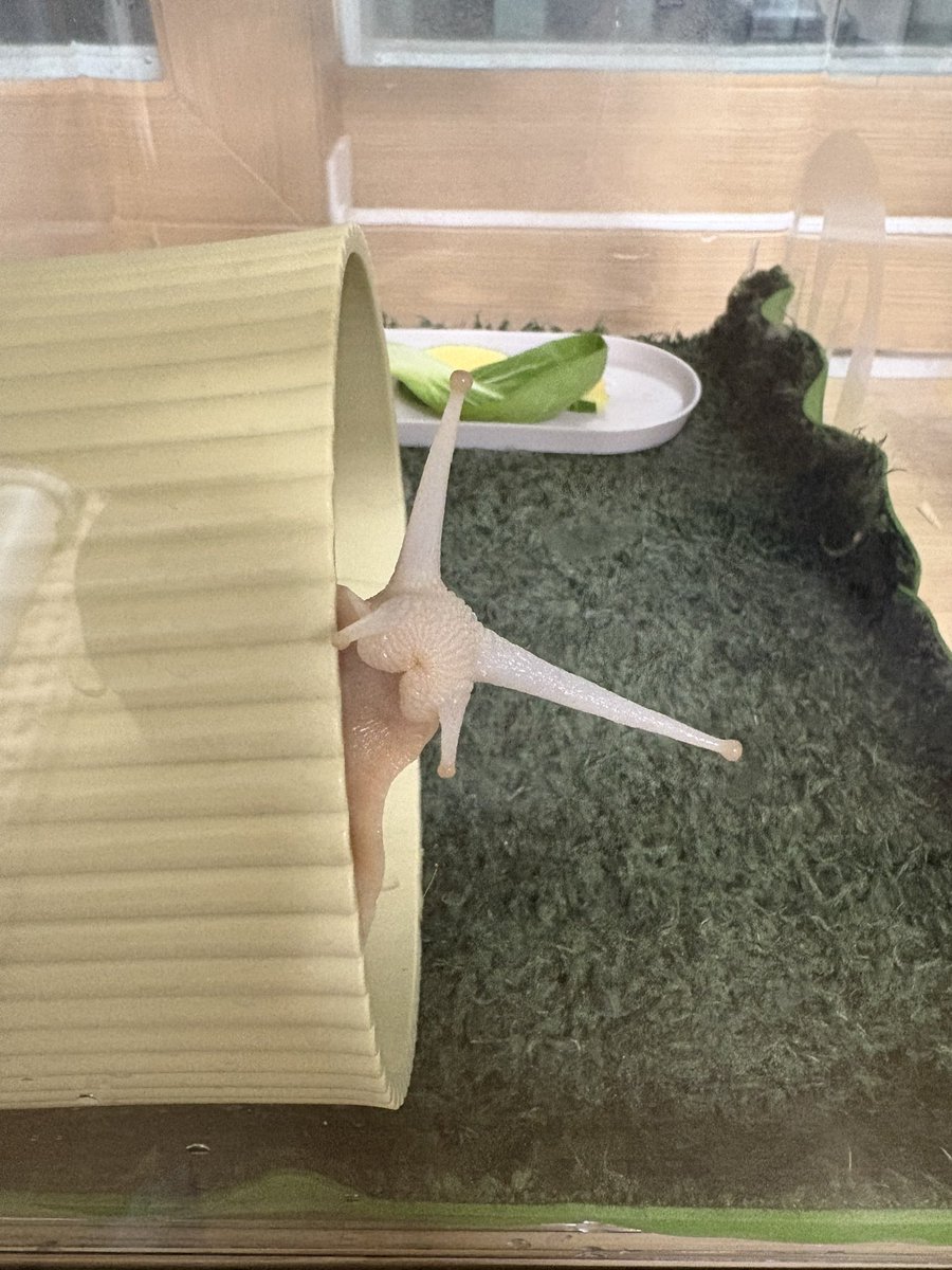 moseul_dall's tweet image. 안뇽