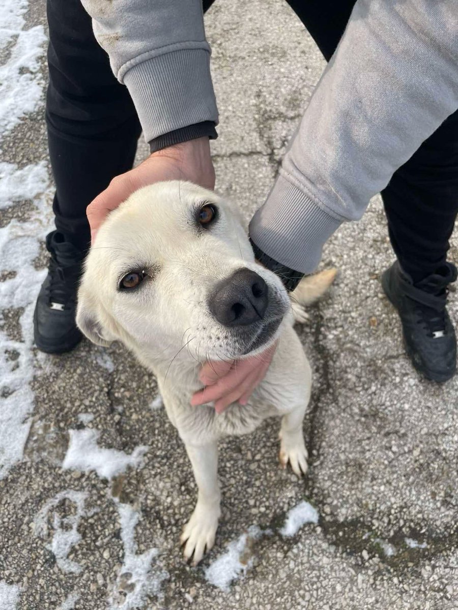 TrendScalezz's tweet image. This is Snowflake 🤍

She was kicked out of her home during winter.
Winters in Bulgaria are brutal.

We took her in, but we already have 3 dogs.
She’s safe, warm, and fed until we find her a forever home.

Female. Gentle. Deserves better.

If you can adopt, foster, or help,…