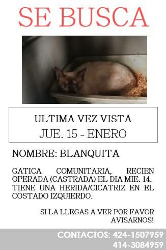 EXTRAVIADA por la zona de Sebucan. Está recién operada (cirugía de esterilización). Caso de terceros 🆘🆘🆘