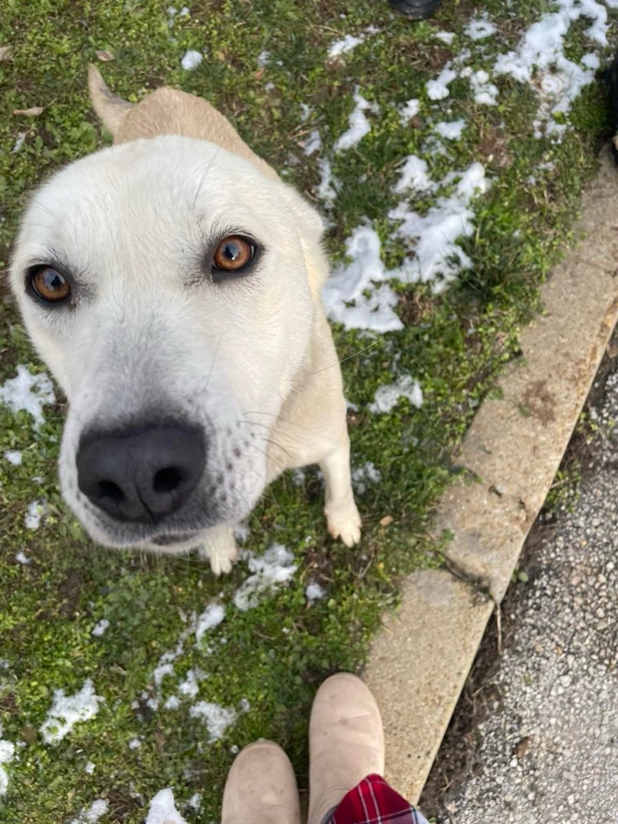 TrendScalezz's tweet image. This is Snowflake 🤍

She was kicked out of her home during winter.
Winters in Bulgaria are brutal.

We took her in, but we already have 3 dogs.
She’s safe, warm, and fed until we find her a forever home.

Female. Gentle. Deserves better.

If you can adopt, foster, or help,…