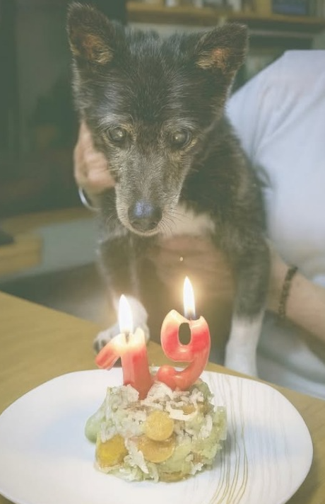 Never Forget Old Dogs Are Beautiful Too ❤️🥳🥹