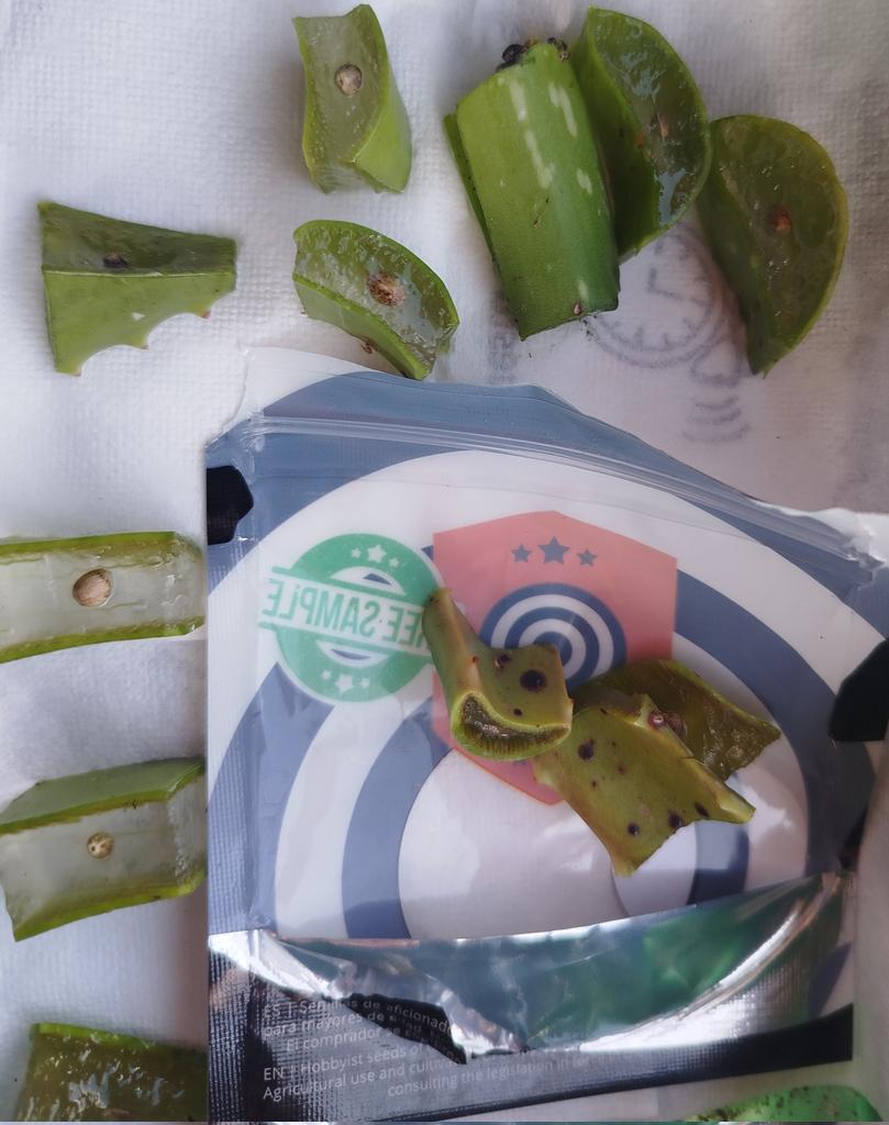 Germinación de KicKass y Kritic Auto de <a href="/KannabiaSeeds/">Kannabia Seeds ES</a> sobre aloe vera.
Vamos a ver lo que nos depara el 2026