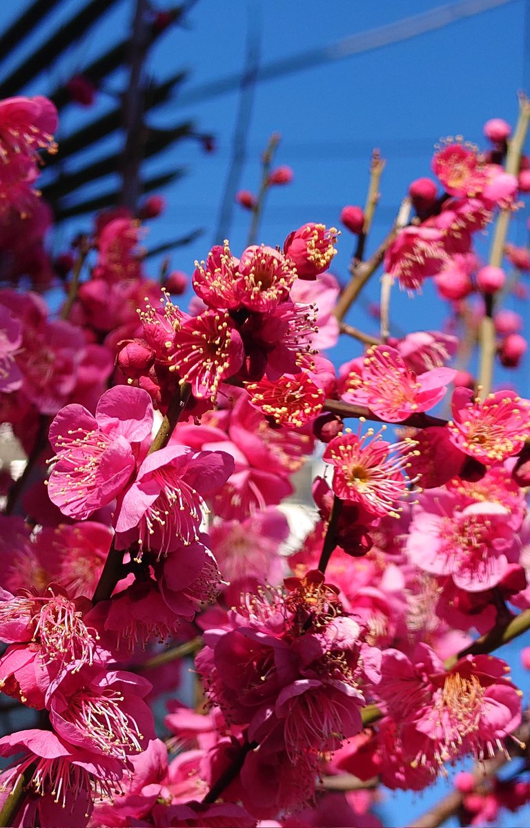 昨日、今日と小春日和🌞
家の近所に梅の花がたくさん☺️
とてもキレイでした😍

今週はまた厳しい寒さが戻りそうです😓
気温差にくれぐれもお気を付け下さい🙇

明日、1週間の始まりが穏やかな1日となりますように😊

#小春日和
#梅の花