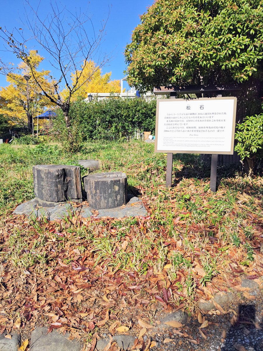 ェ｀*)松石。日比谷公園設置物シリーズの最後。数千年前の植物が水底に