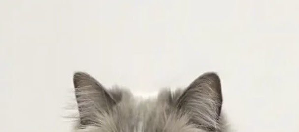 214sns's tweet image. เมี้ยวๆๆๆๆ TvT