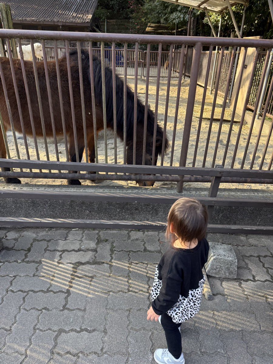 動物園に行ってきた
ようだ🦍