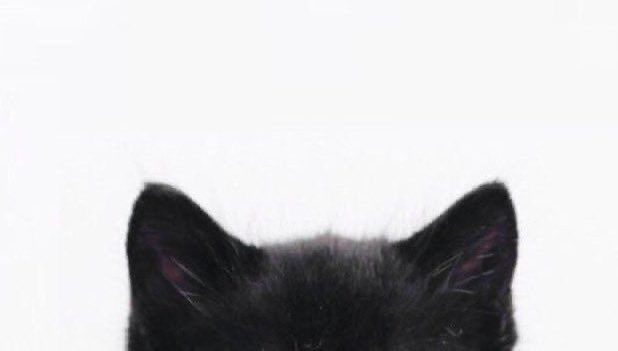 ybaizhan's tweet image. 🐈‍⬛🐾