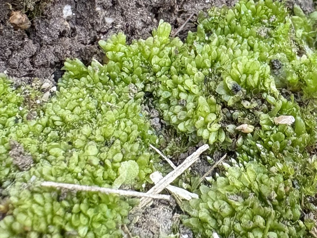 Masaki Shimamura tweet media