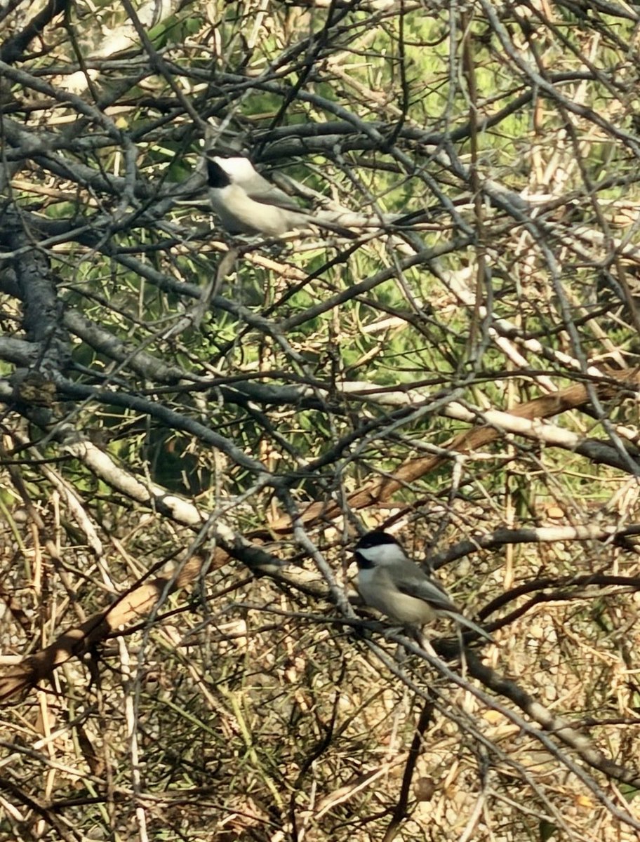 vickychick782's tweet image. Sunday, 18th January

Today's Daily Picture Theme is 'Camouflage'

RT or reply with your OWN photo

Tomorrow's theme will be 'Delight'

#DailyPictureTheme

Perfect #camouflage