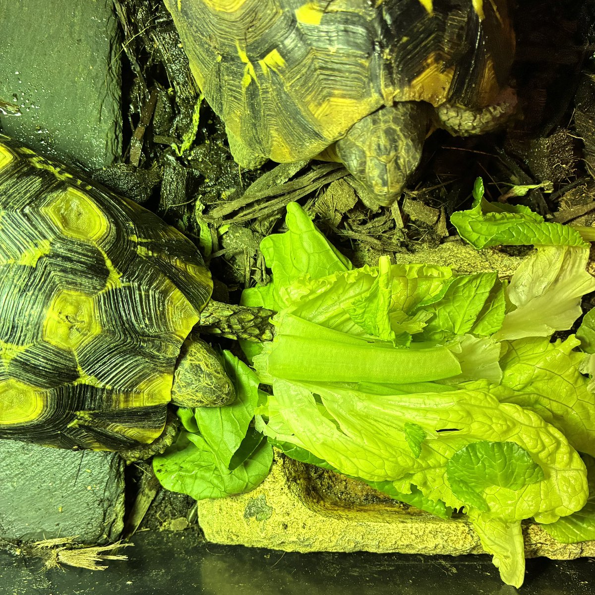 少し前にしれっとトリオにした。3匹とも同じ輸入便みたい。♀♀は激しい争いもなく同居できてる。焦らずじっくり育てていく。
#Kinixysbellianabelliana