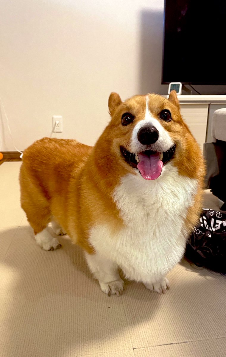 corgi