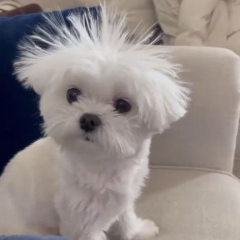 optimusxbaifern's tweet image. ขนฟู ๆ เหมือนกันนั่นแหยะ ! 🐩? (🕶️)