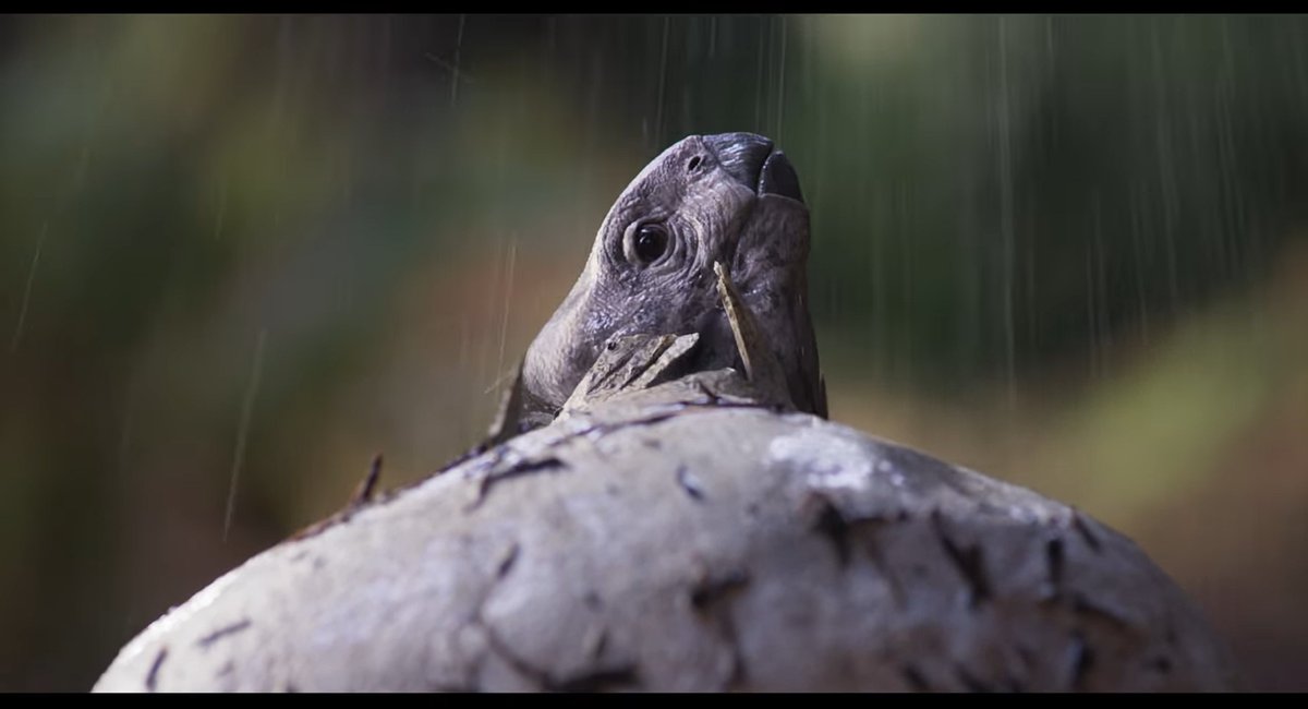 raftingzalmoxes's tweet image. 🔴BREAKING NEWS:
NEW #SurvivingEarth FOOTAGE FEATURING BABY ISCHIGUALASTIA RELEASED!