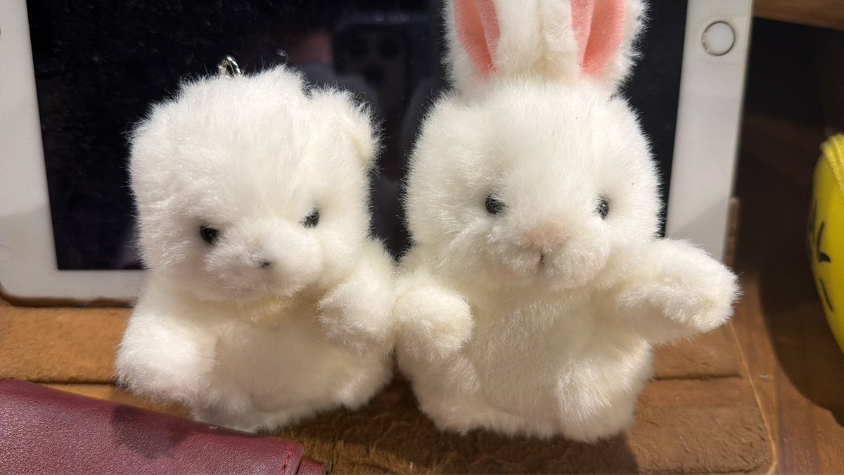 Azusa_Ohtsuki's tweet photo. 目がキリッとひてかわよ。 https://t.co/yeOGMIrAUl