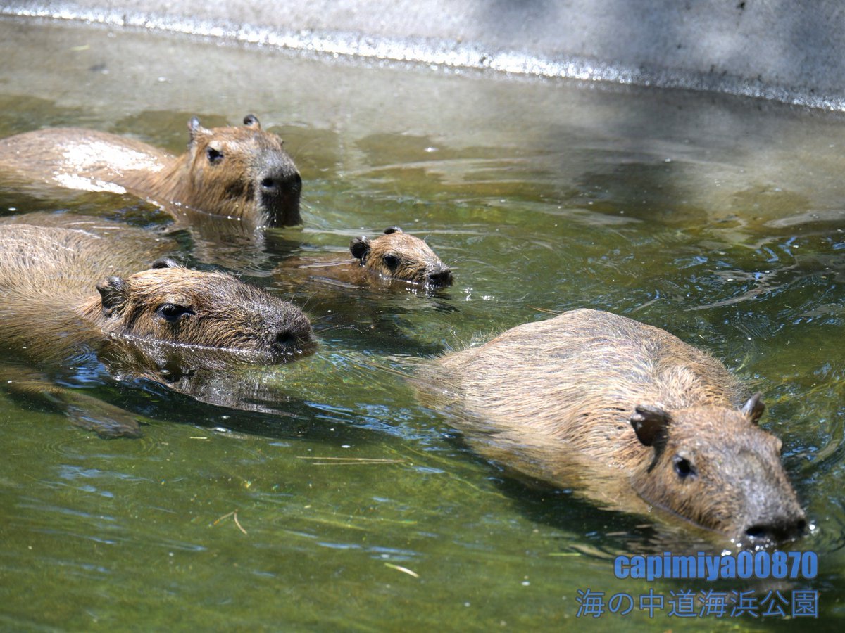 カピバラ 隊列を組む大人カピと仔カピ」 2024/07/20 海の中道海浜公園 Nikon Z8