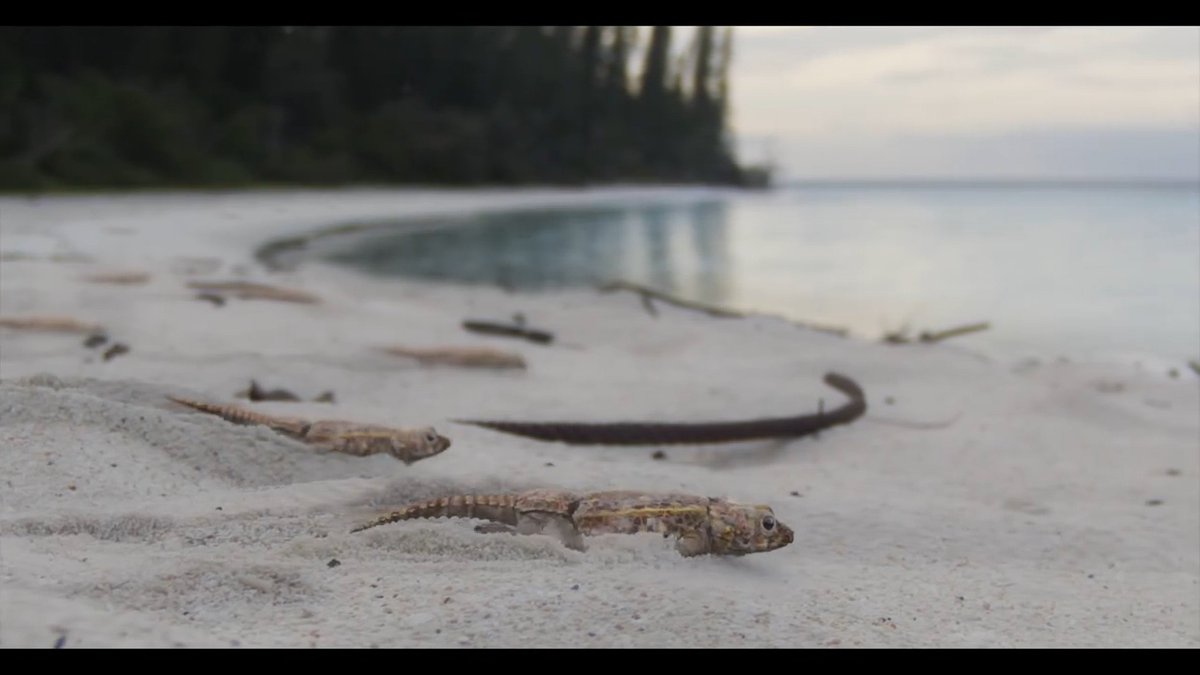 raftingzalmoxes's tweet image. AND EVEN MORE #SurvivingEarth FOOTAGE!
Our first look at CYAMODUS!