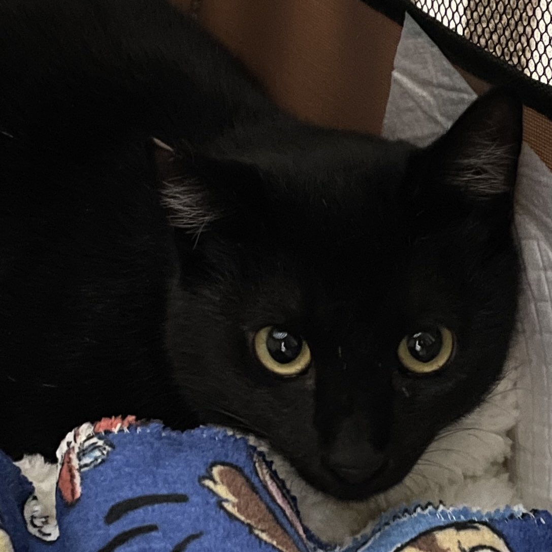 白モアと黒リン、仲良くなれるのか…