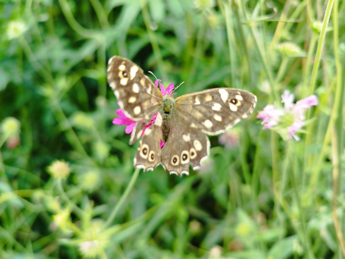 Do you have a picture of a butterfly? 🦋📸