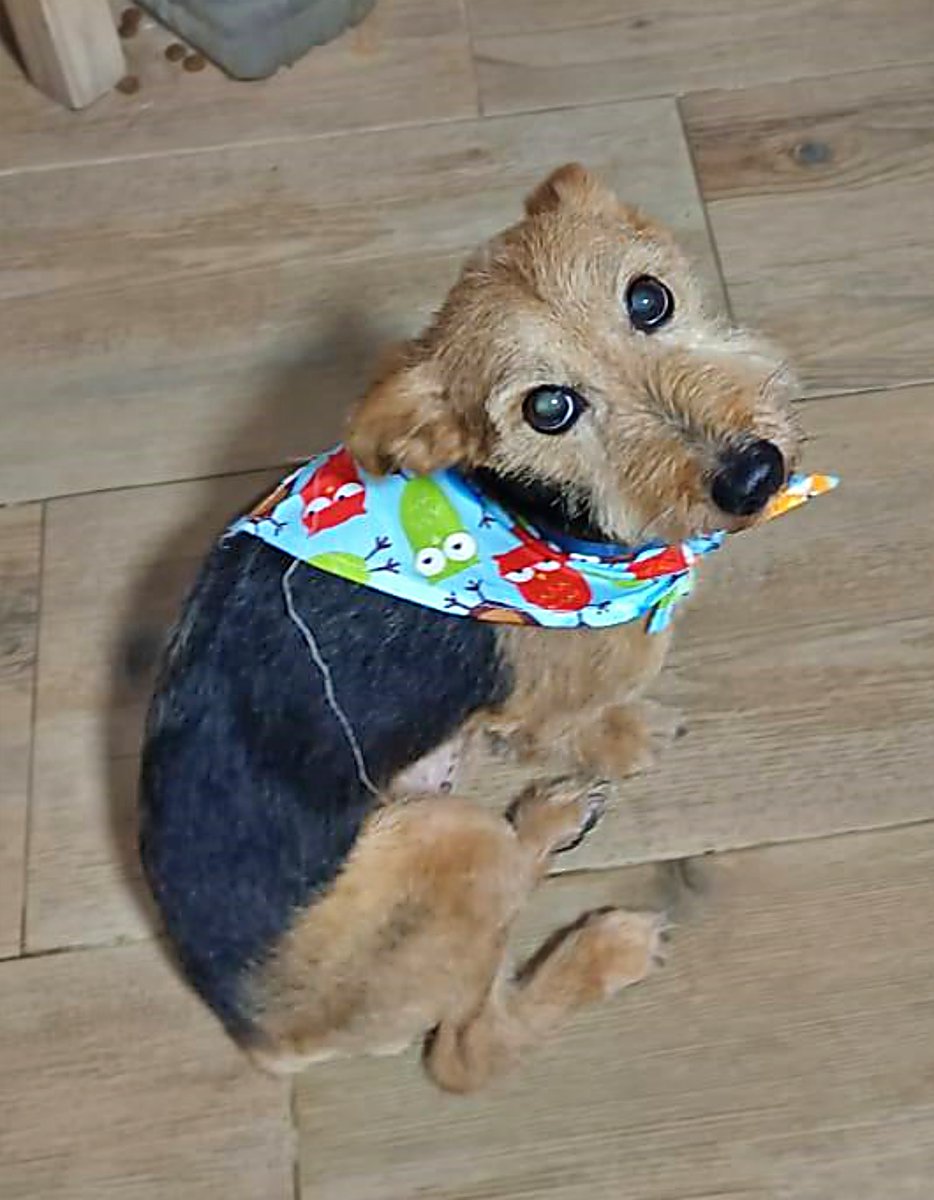 SosAbuelos1's tweet photo. #CÁDIZ
A esta belleza de perrito de 9 años, llamado #TROY, ya no lo quieren. A pesar de que dicen que es  buenísimo.

Necesita nueva familia, nuevo hogar

Está en Jerez
Contacto; 629 87 92 20 https://t.co/sK5kx50D98