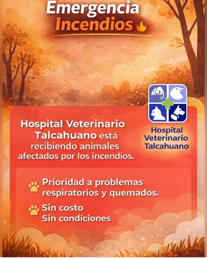 evelyn_ca007's tweet photo. #incendio #IncendiosForestales #penco #lirquen #Concepcion #biobio #Emergencia #animales https://t.co/xp2e7J9KEx