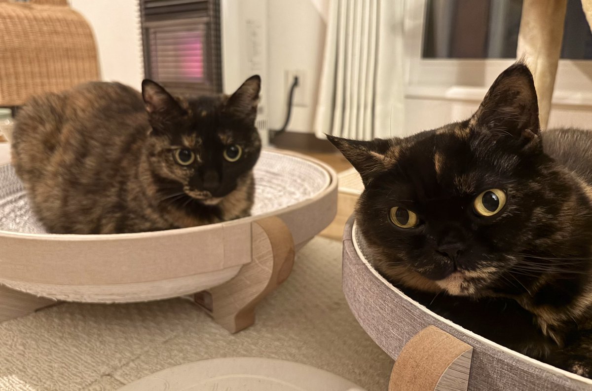 sabinekonyans's tweet image. おやすみなさい
#サビ猫はいいぞ