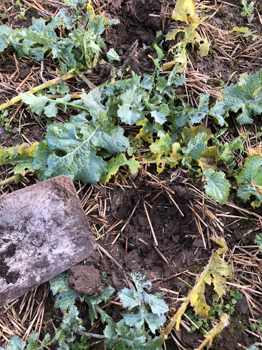 Samuel Deane tweet media