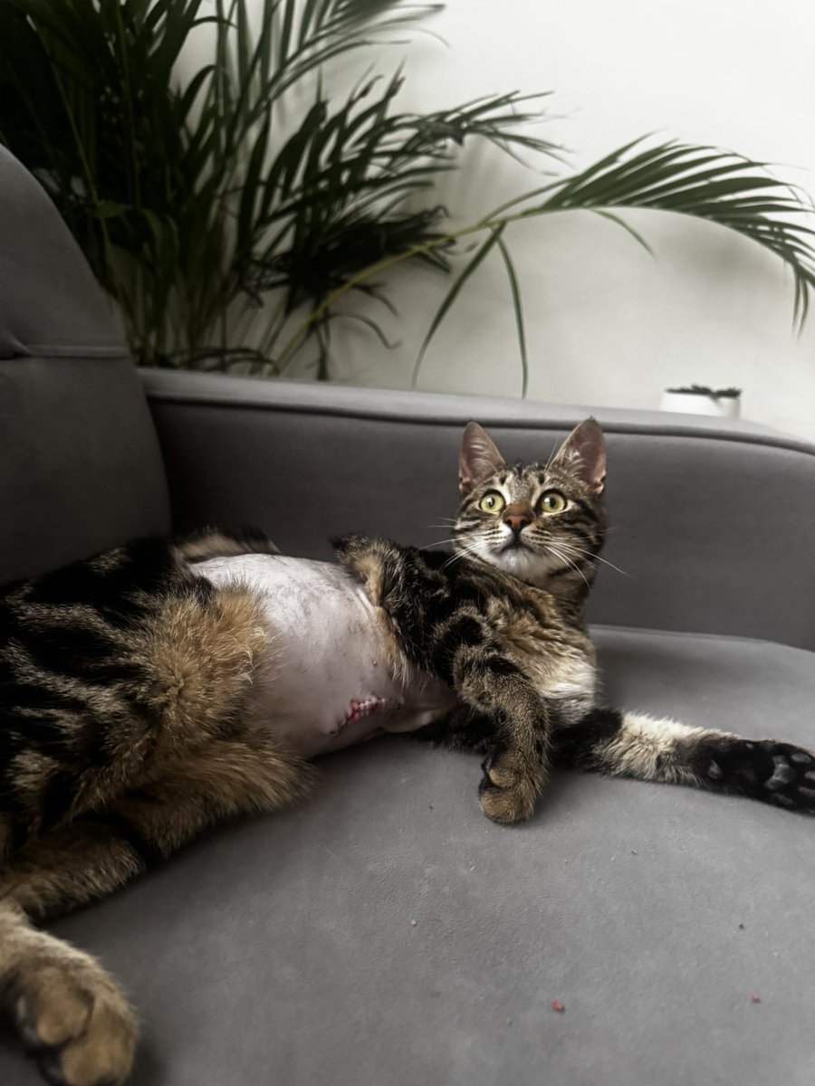 cattingwoman's tweet photo. Sakız artık sokakta yaşayamaz.Alacağı yeni bir darbe veya kontrolsüz zıplama sonu olur. 
Sakin bir ev ortamı arıyorum ona
Biliyorum tekir biliyorum kimse istemez. 
Ama yuvaya ihtiyacı var 🥲
İstanbul, Sakız yuva arayan 7-8 aylık bir dişi. 1 yaşına gelince ben kısırlaştıracağım
yuva arıyorum.