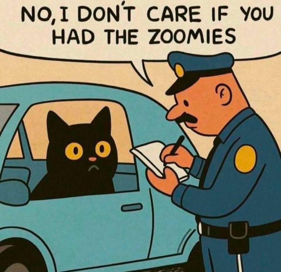 ThePhilosopurr's tweet image. Zoom zoom?