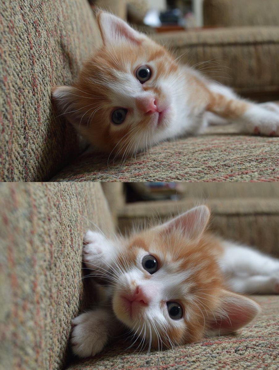 🦇 El Justiciero™ (Respaldo) (@justicierowild) on Twitter photo 