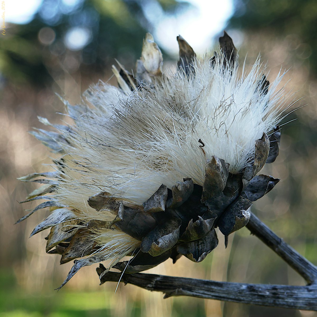 Inflorescencia de Cynara scolymus, en postantesis. La alcachofa que no llegó al plato.

Quinta de Torre Arias. Madrid. Enero de 2026.

#garcellor #cynarascolymus #alcachofa #postantesis #quintadetorrearias #coloresdeinvierno