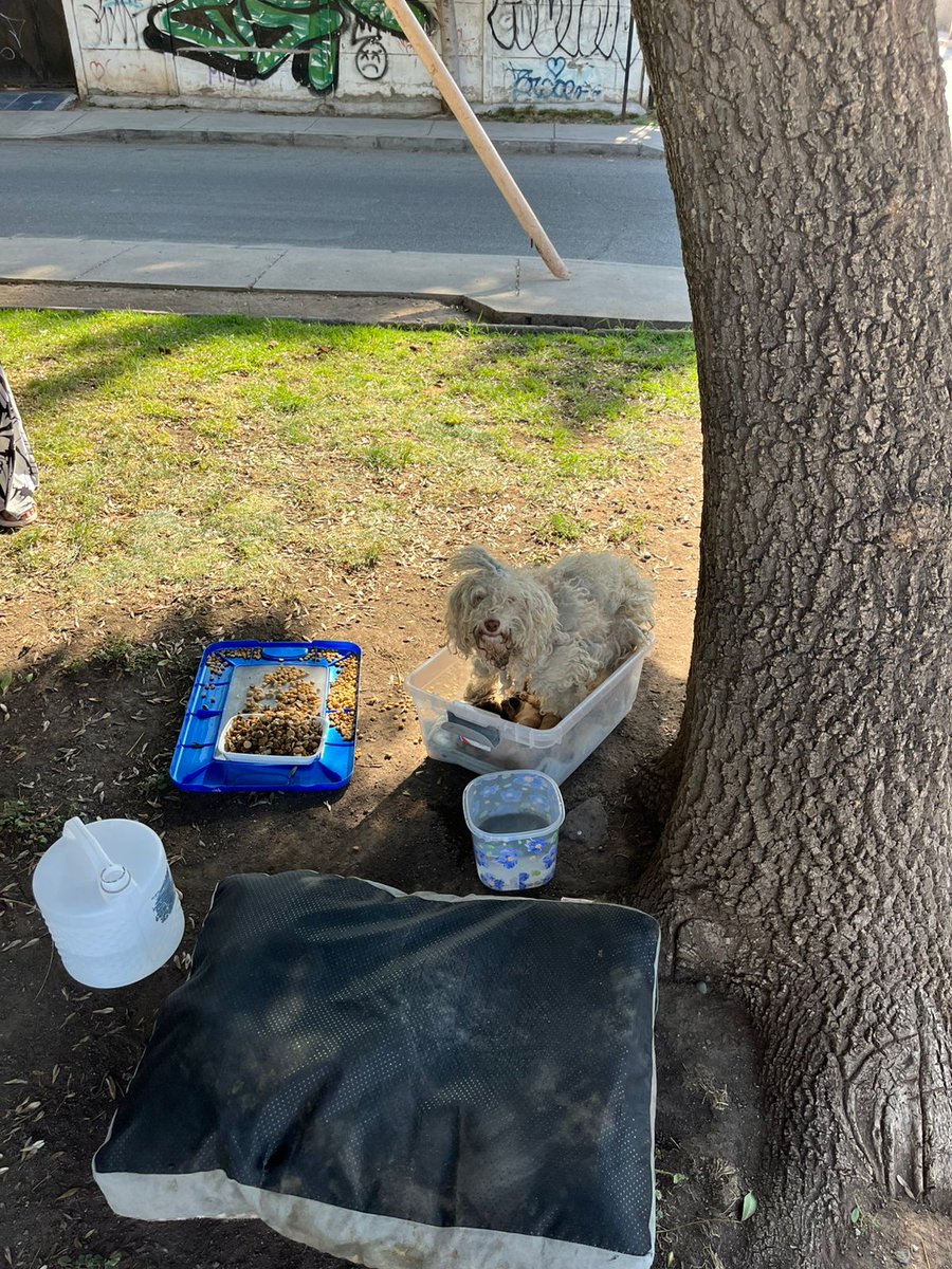 Hoy en una plaza de Quilicura dejaron abandonada anoche a una mamita con sus bebés a las 3💔😭 
Vamos a necesitar ayuda porq tiene el estómago hinchado
Necesitamos pagar veterinaria, alimento, cama
Solange palacios
Banco estado 
Cuenta rut
17376209-7
Cuenta Corriente
52100332027