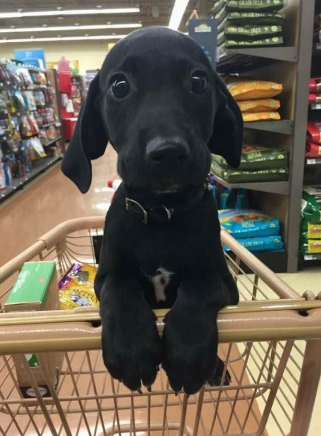 Do you Think black dogs are cute?😍🥺