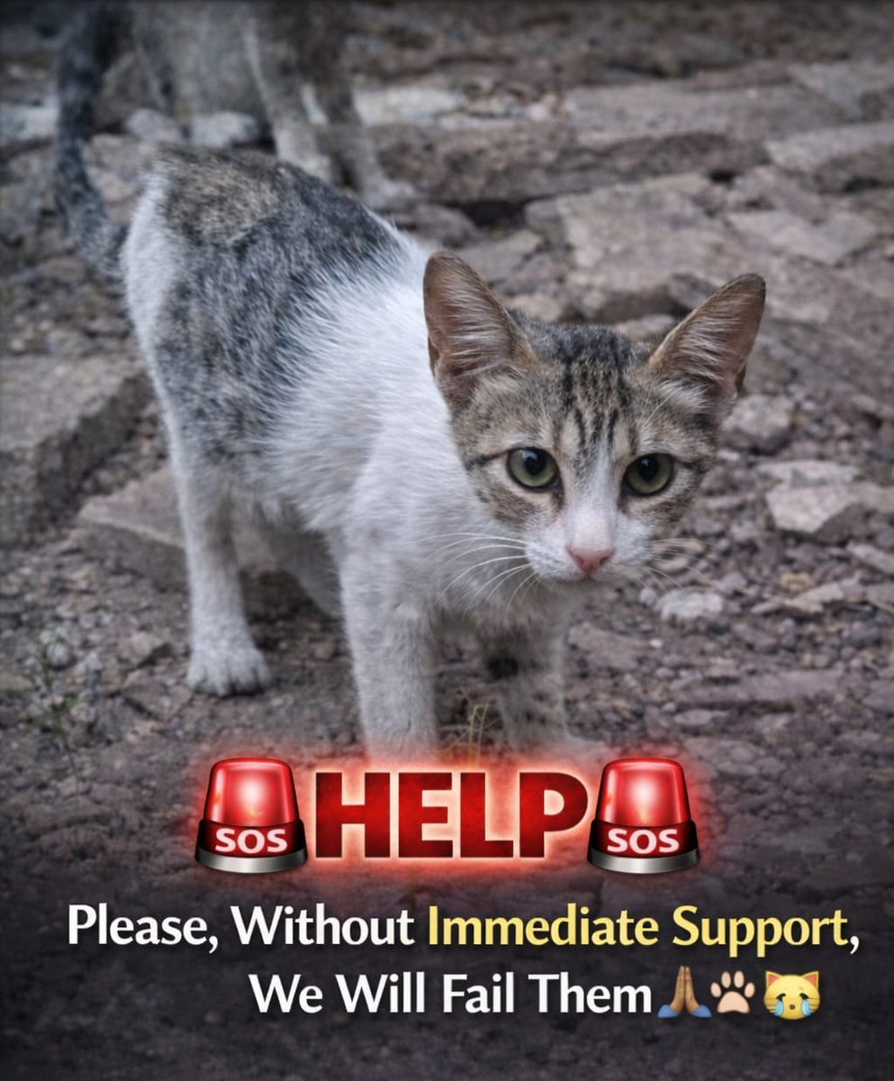 AnimalFriendsAF's tweet image. We write to you with hearts weighed down by exhaustion and pain we can no longer hide. Each day brings hardships we never imagined facing. The cold seeps into our shelters, food grows scarcer, and our children and the rescued cats in our care look to us for warmth, safety, and…