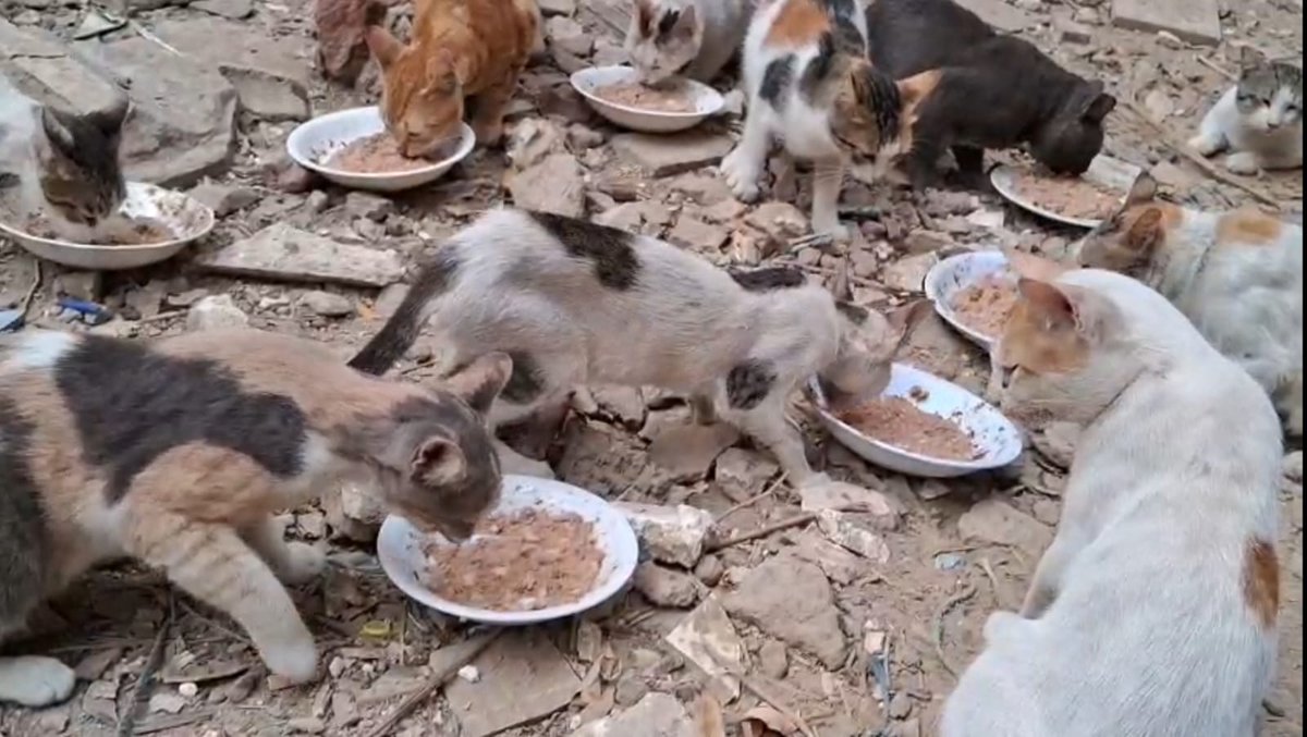 AnimalFriendsSh's tweet image. We write to you with hearts weighed down by exhaustion and pain we can no longer hide. Each day brings hardships we never imagined facing. The cold seeps into our shelters, food grows scarcer, and our children and the rescued cats in our care look to us for warmth, safety, and…