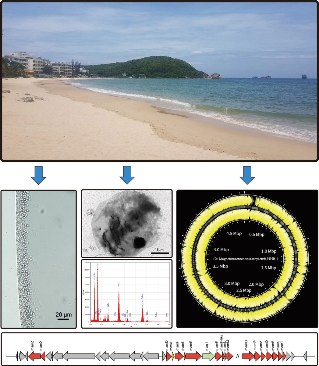Small, round and ... magnetotactic 😄🧲🦠
These tiny spherical #bacteria use internal compasses called magnetosomes to navigate the Earth's magnetic field. Nature’s original #GPS! 🌍📍🤓
#microbiology #ScienceFacts
…icro-journals.onlinelibrary.wiley.com/doi/10.1111/17…