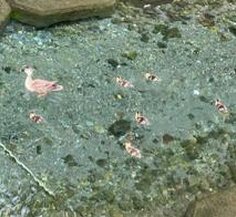 NeeBitxh's tweet image. 蒸し物が超爽快すぎる 🐏