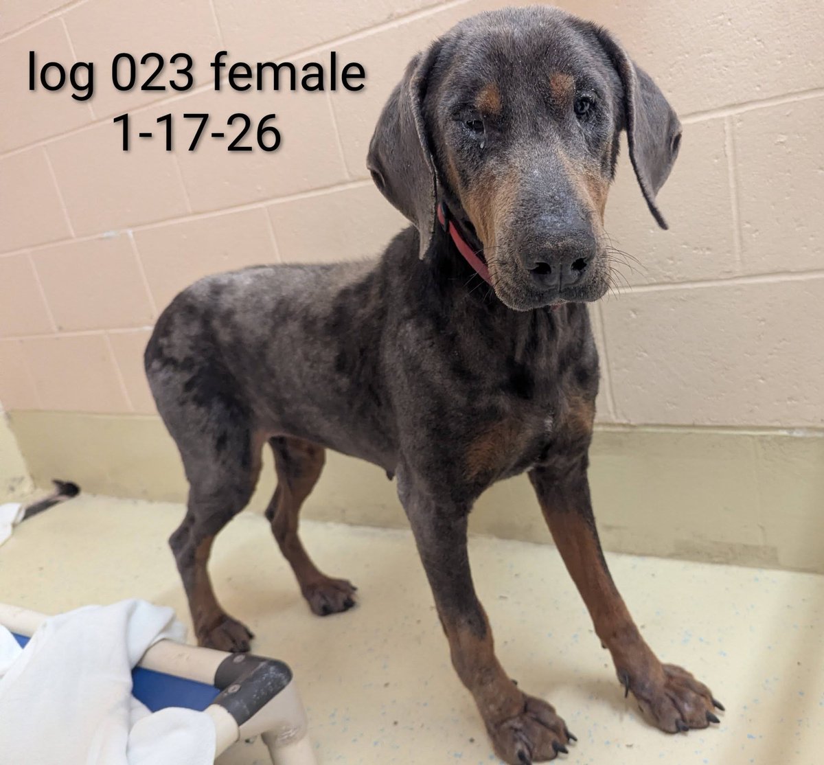Per Providence Shelter:
Female brown/tan Doberman found
Area of Meadow St/Lockwood St
1-17-26. No chip
Please call ☎️ 401-243-6040 the shelter if you know where this dog calls home
#Providence #RI #Rhodeisland #Oceanstate #PVD
Thank you <a href="/MichelleDelNigr/">Missy</a> for forwarding!
