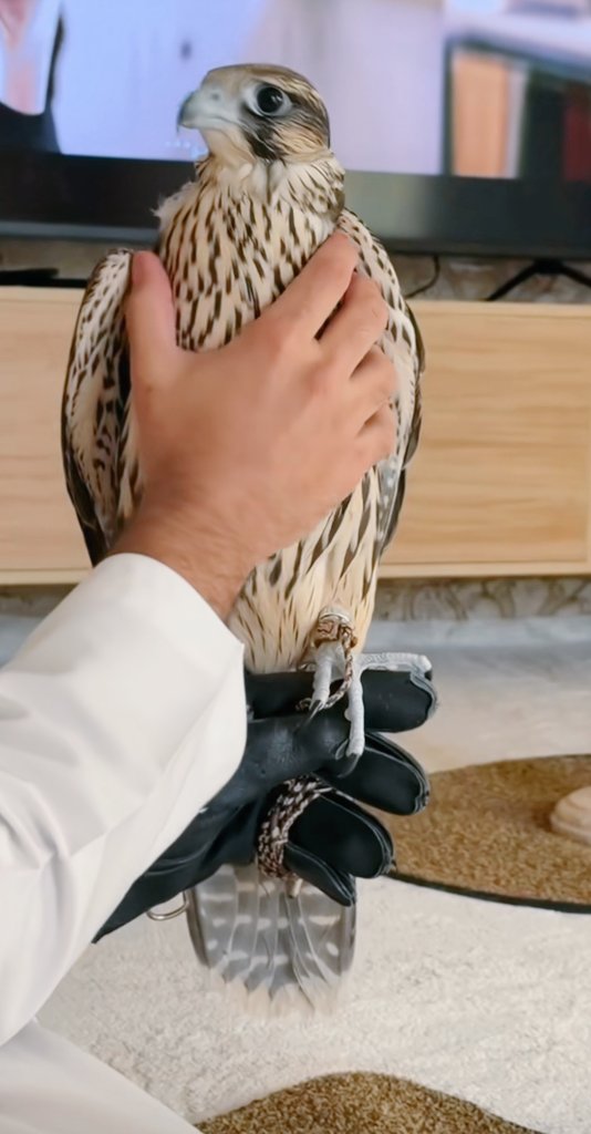 ليت الغلا طير على كف راعيه 
واذا ابغى يغلي له انسان هده