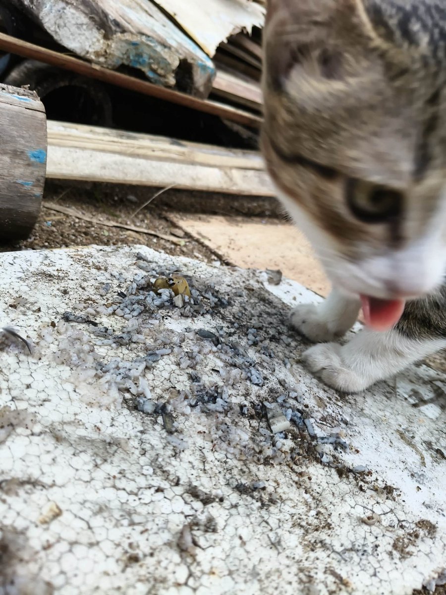 ttyeoki's tweet image. 